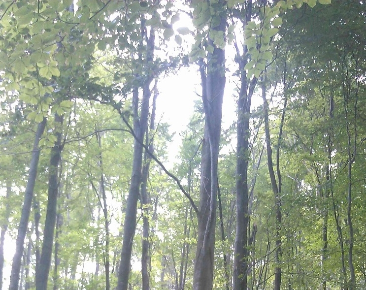 10 декара широколистна букова гора в местността Свински рът във