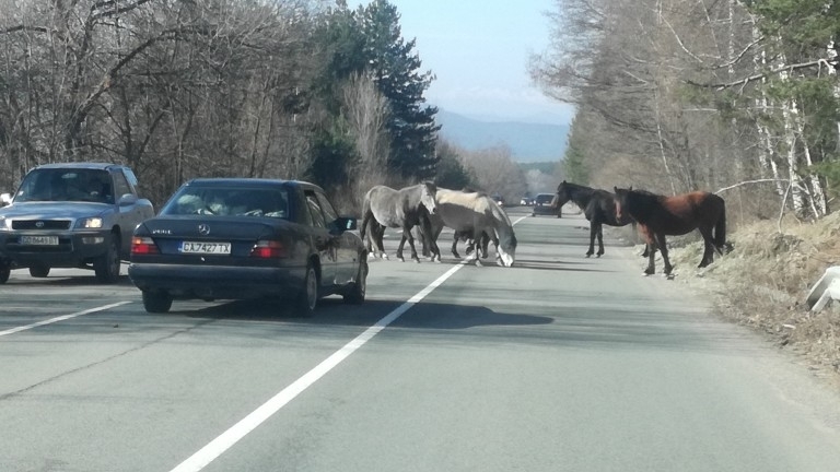 Стадо диви коне затруднява движението по подбалканския път София-Бургас в