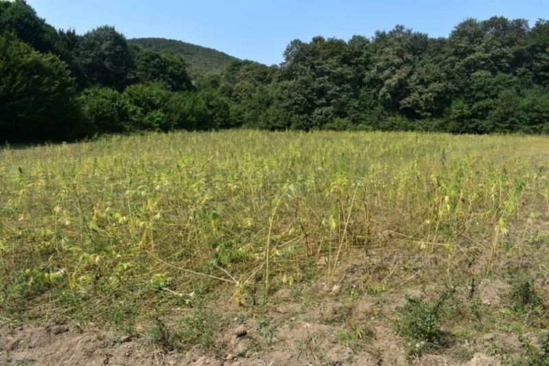 Канабис отглеждан в частен имот са установили полицейски служители на участък