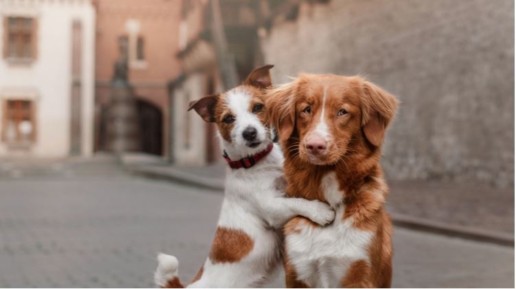 В изпълнение на Наредба №4 от 1 февруари 2021 г