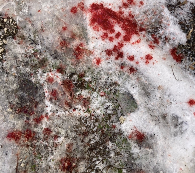 Некомпетентността на шефчето Сашко доведе до тежки инциденти с пешеходци