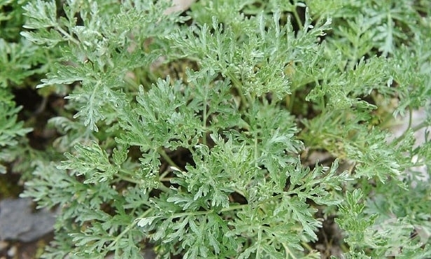 Изтича срокът на билкарите да се отчетат в РИОСВ Враца съобщават