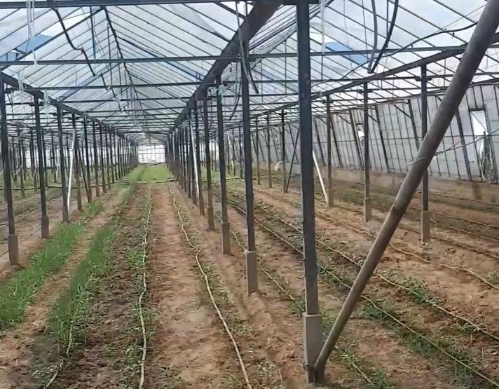 Оранжерия с близо двеста канабисови растения е открита при специализирана
