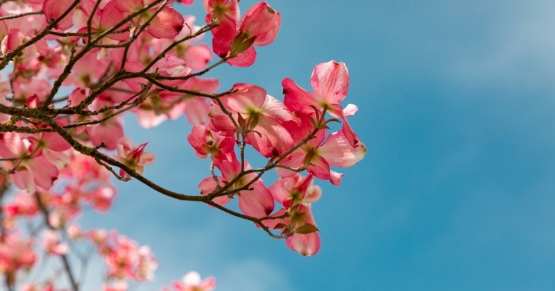 През почивните дни ще се спуска по студен въздух Снеговалежи ще