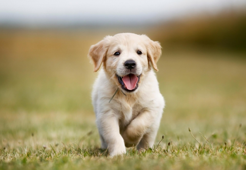 Община Мездра напомня на собствениците на домашни кучета че съгласно