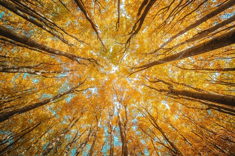 Температури над 20 градуса ще ни радват през следващите дни