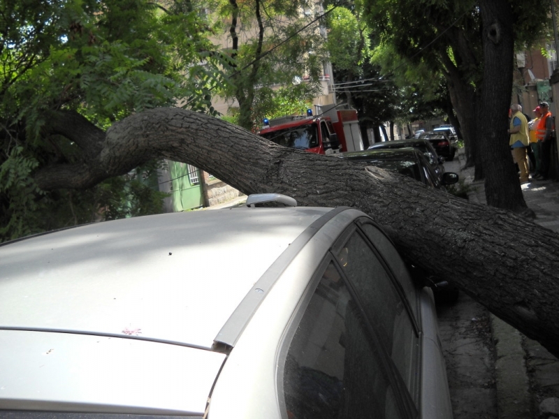 Дърво падна върху лек автомобил във Видин съобщиха от областната