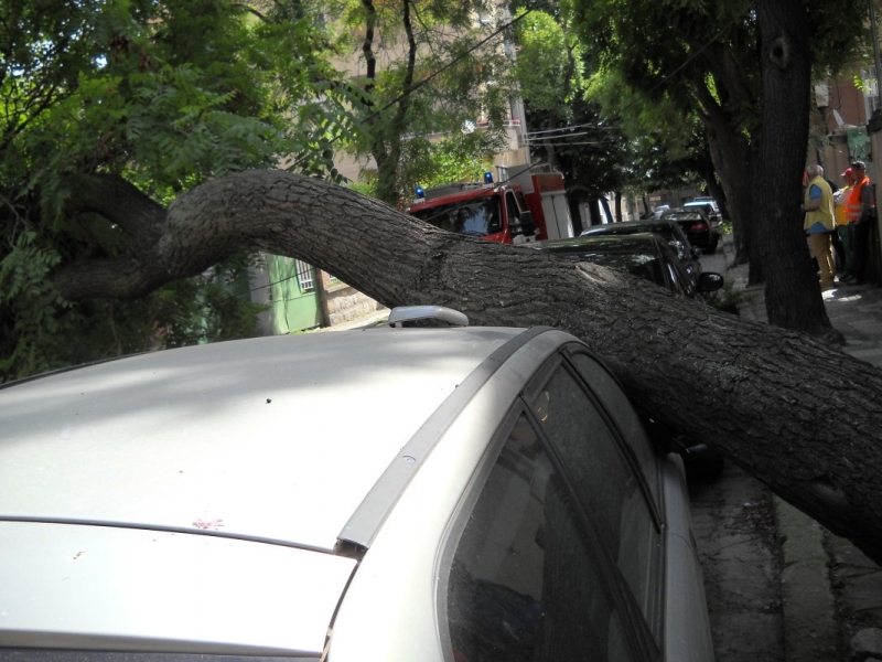 Дърво падна върху лек автомобил във Видин съобщиха от областната
