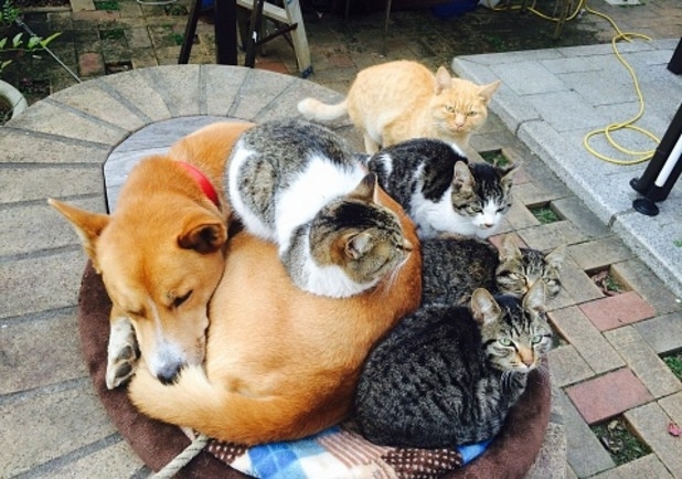 Жена в Милано направи мини зоологическа градина от апартамента си