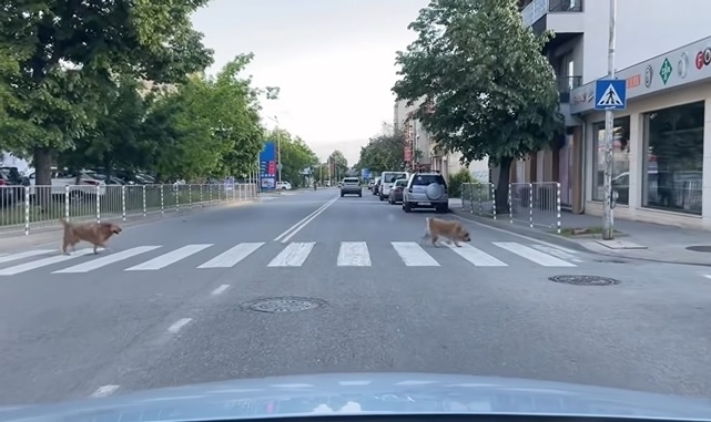 Хит в мрежата! Две кучета дадоха урок по пресичане на оживен булевард във Враца /видео/