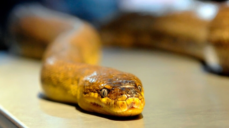 Триметрова змия изпълзя между рафтовете в супермаркет в Австралия съобщи