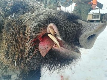 Ловци от монтанското село Ерден повалиха на един излет четири