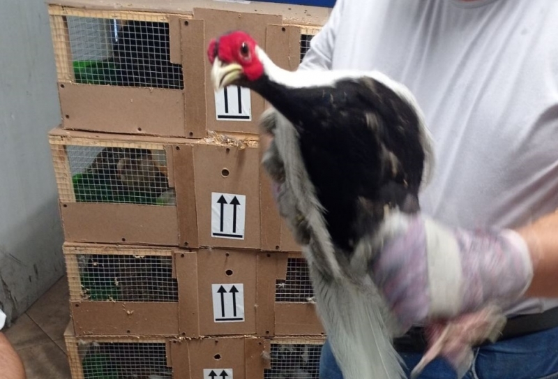 Митнически инспектори от сектор Авиоконтрол в Митница София спасиха шест