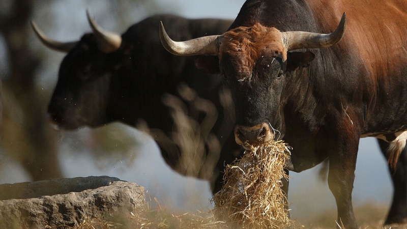 47 годишен мъж от село Църквица е настанен в шуменската болница с опасност за
