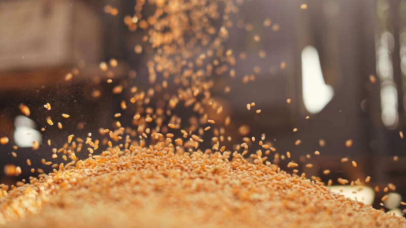 Словакия забрани преработката и продажбата на зърно от Украйна заради