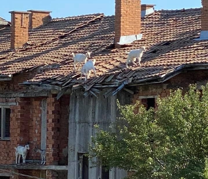 Кози върху покрив на сграда се превърнаха в атракция в