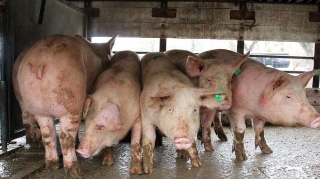 Индустриални свиневъди алармират за нова вълна на африканската чума по свинете която