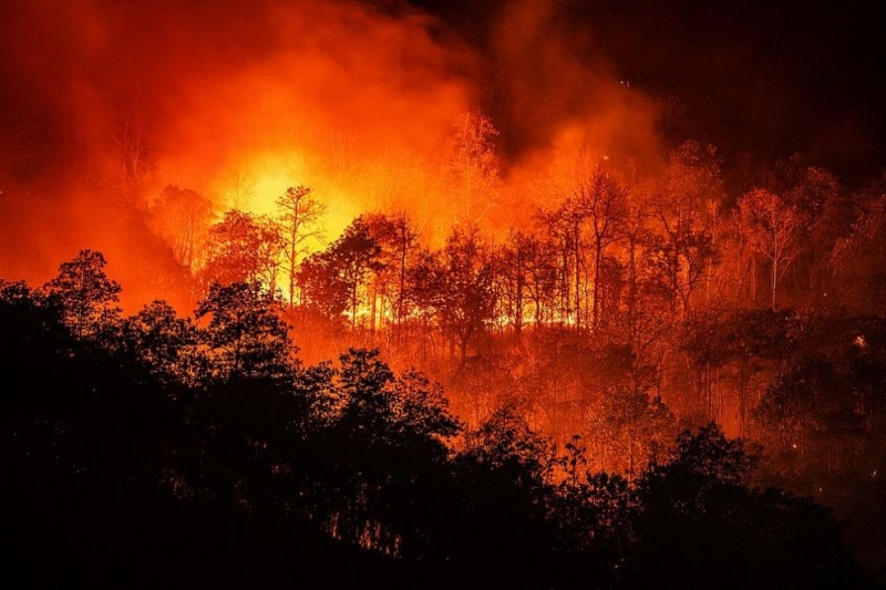 Близо 600 португалски огнеборци се опитват да угасят пожар избухнал в