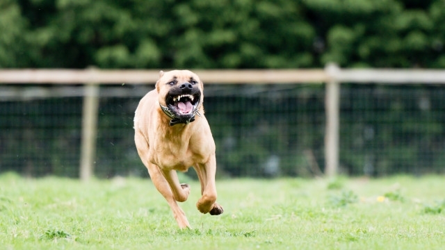 Питбул нападна и нахапа в старата столица 85 годишната Мария Павлова