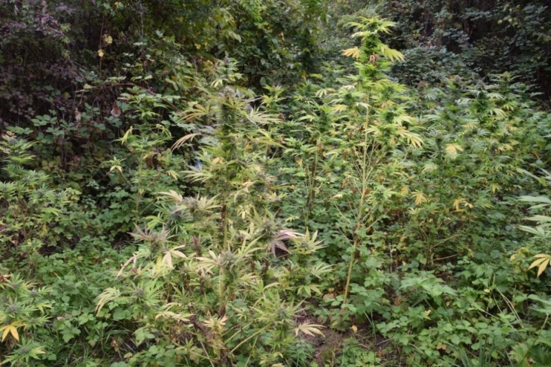 Над два и половина тона канабис са открити в района