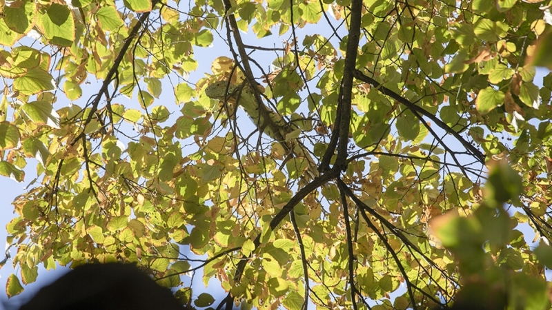 Дълга почти един метър игуана бе свалена от високо дърво