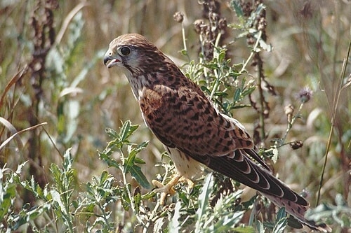 Две птици са били спасени от еколозите от Регионалната инспекция