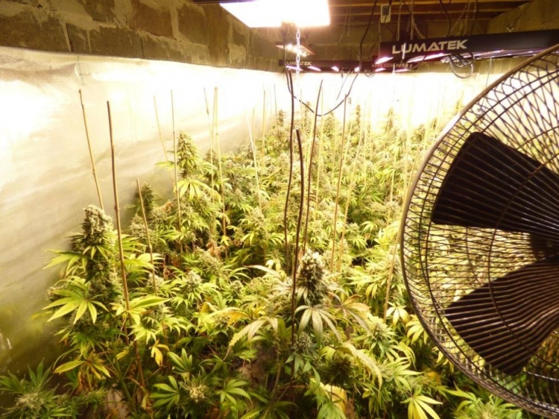 Разкриха наркооранжерия в Плевенско съобщиха от полицията Специализираната полицейска операция срещу престъпленията свързани