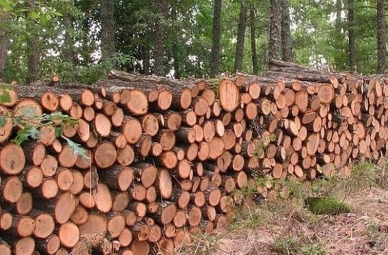 Хванаха двама с 36 кубика незаконни дърва във Видинско съобщиха