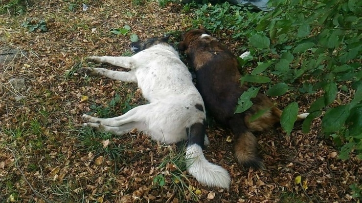 Жена във видинско село е открила мъртви си домашни любимци