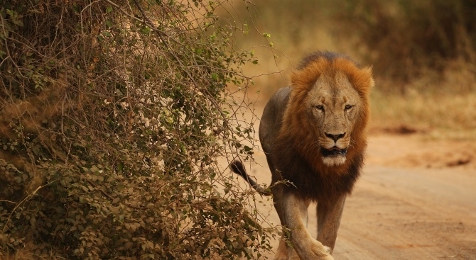 Бял носорог два лъва жираф и две хиени са загинали