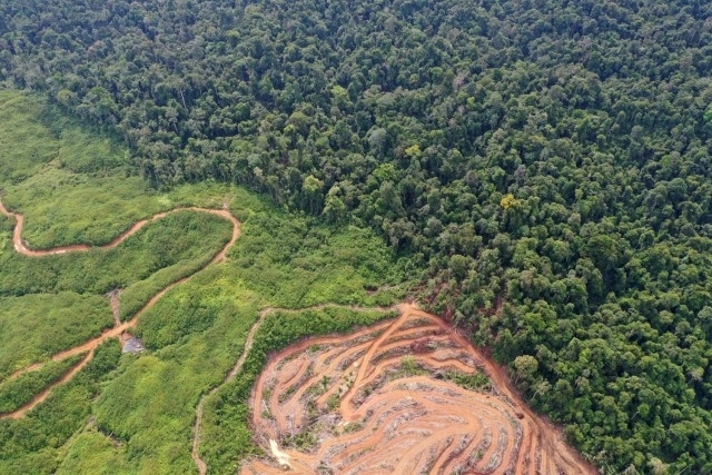 Скоростта с която се унищожават горите в света рязко се