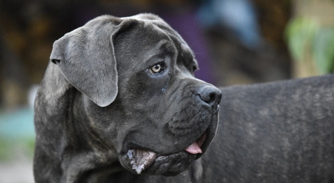 Нови правила за отглеждането на домашни кучета ще обсъждат депутатите
