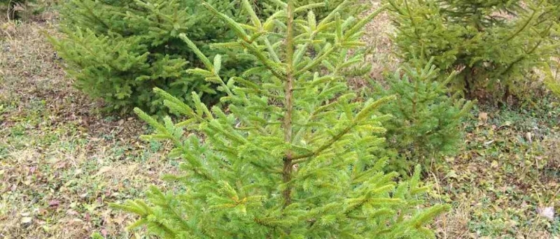 Пет са основните поделения на Северозападно държавно предприятие СЗДП –