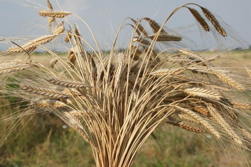 Общо 648 земеделски стопани от Врачанско не са декларирали доходите