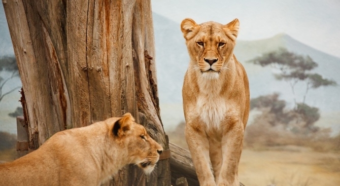 Българи с високи финансови възможности дават по 100 хил евро