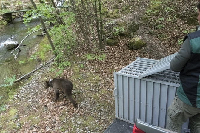 Върнаха в природата намерените край Доспат три мечета