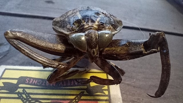 Нашествие на гигантски хищни водни дървеници известни още като Нилски