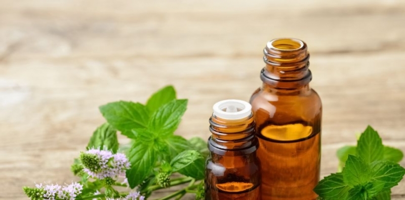 Етеричното масло от мента се извлича от листата на ментата