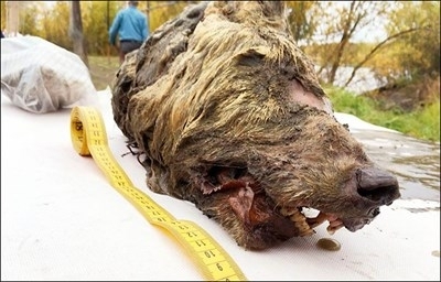 Отсечена глава на гигантски вълк живял преди 40 000 години