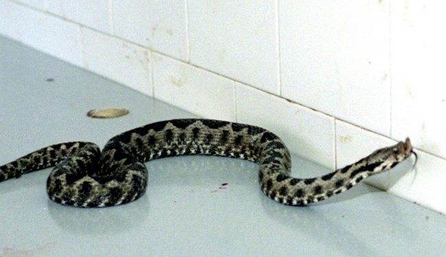 Змия е влязла в пощенския клон на село Дългоделци научи