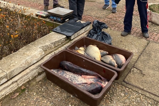 ИАРА направи няколко успешни акции срещу бракониерите на риба точно