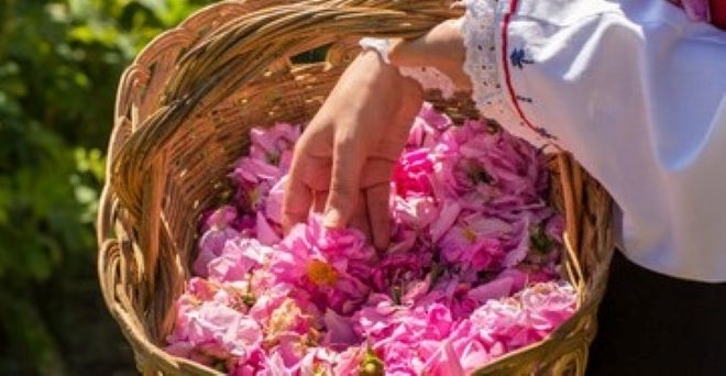 Съветът на ЕС прие позицията на България в защита на розовото масло