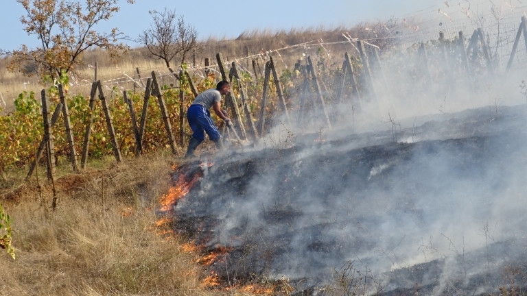 Изгоря 350 дка лозов масив във Видинско съобщиха от МВР