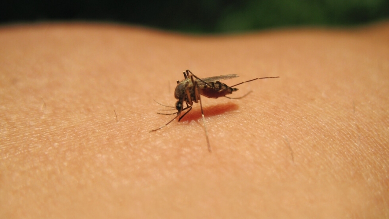 Първи жертви на западнонилска треска у нас Двама души са