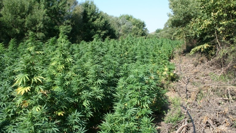 Откриха нива засята с конопени растения и голямо количество марихуана