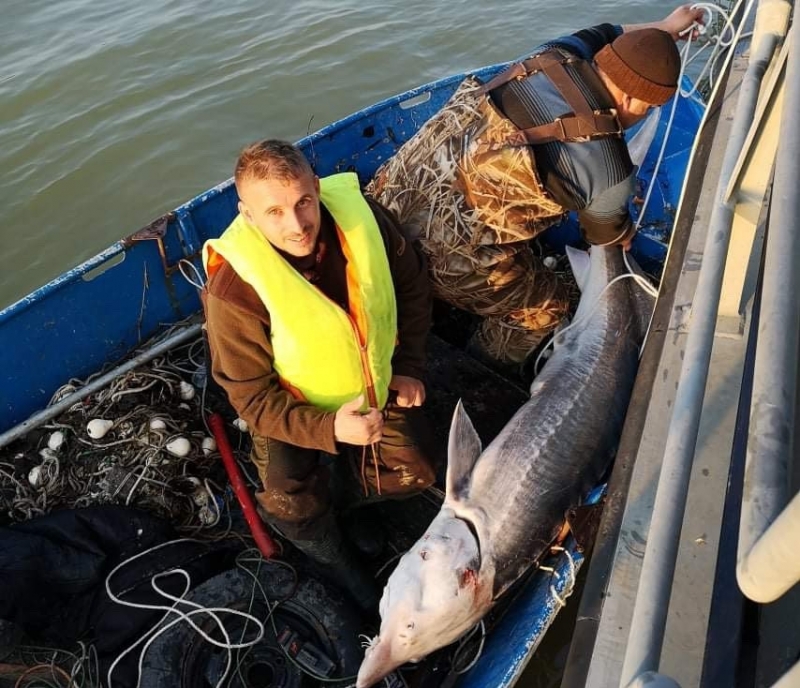 Нови 13 броя лави кърмаци извадиха от река Дунав служителите
