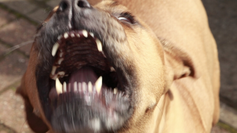 Две деца бяха убити от семейните кучета в САЩ предава