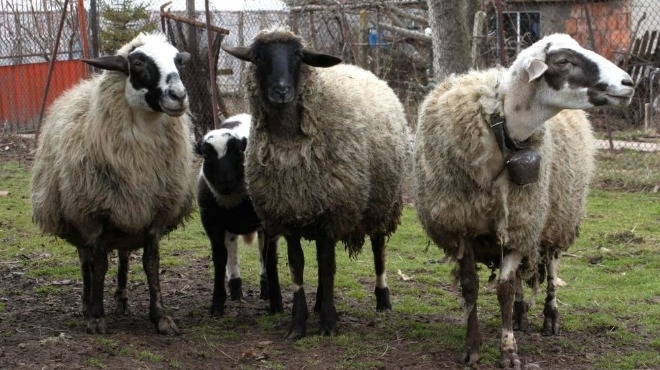 47 годишният Дончо Д от Шумен беше признат за виновен от