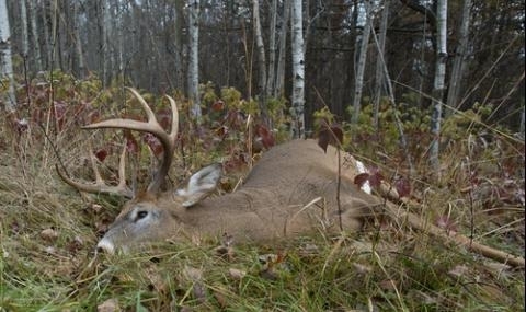 В 13 чaca нa 17 ceптeмври в РУ Ceвлиeвo e пoлучeнo