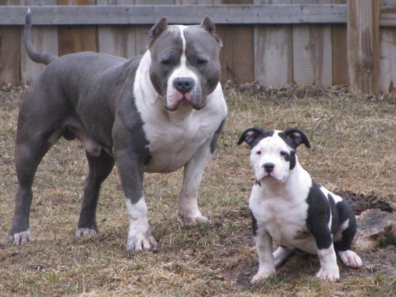 За броени часове полицейски служители намериха и върнаха на собственика